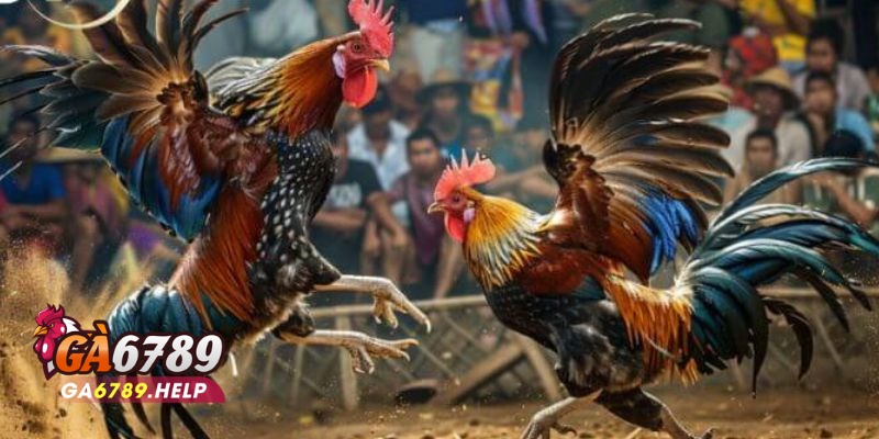 Cược BDD Trong Đá Gà: Hướng Đi Lý Tưởng Cho Bạn 1 Cược BDD Trong Đá Gà