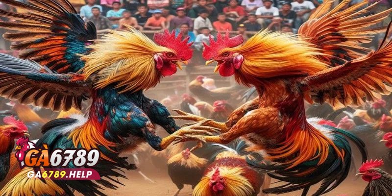 Cược BDD Trong Đá Gà: Hướng Đi Lý Tưởng Cho Bạn 3 Cược BDD Trong Đá Gà
