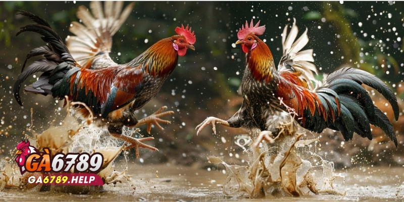 Cược Wala Trong Đá Gà: Tạo Dự Đoán Thông Minh 1 Cược Wala Trong Đá Gà