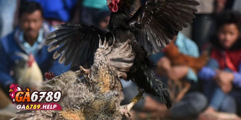 Đá Gà Cựa Dao Ga6789: Sự Lựa Chọn Hoàn Hảo 1 Đá Gà Cựa Dao Ga6789