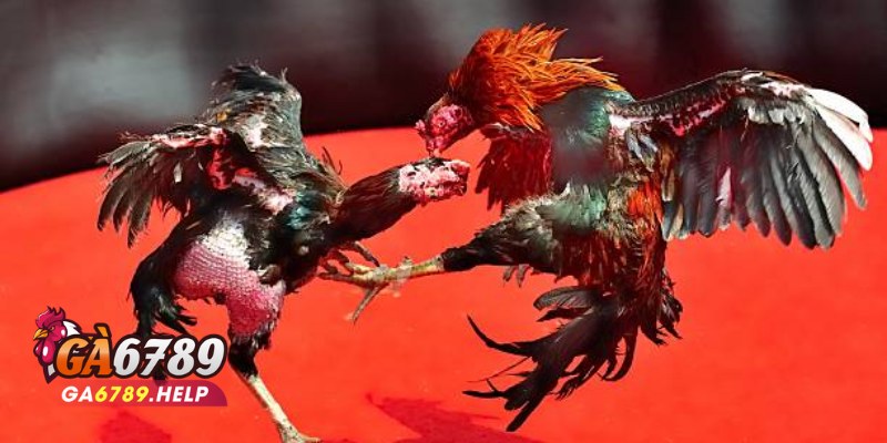 Đá Gà Cựa Dao Ga6789: Sự Lựa Chọn Hoàn Hảo 3 Đá Gà Cựa Dao Ga6789