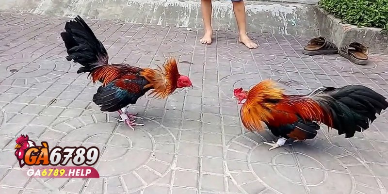 Đá Gà Thomo Ga6789: Cách Chơi Và Chiến Thuật Hiệu Quả 1 Đá Gà Thomo Ga6789