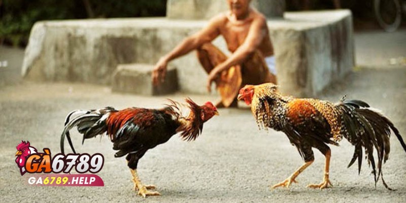 Đá Gà Thomo Ga6789: Cách Chơi Và Chiến Thuật Hiệu Quả 2 Đá Gà Thomo Ga6789