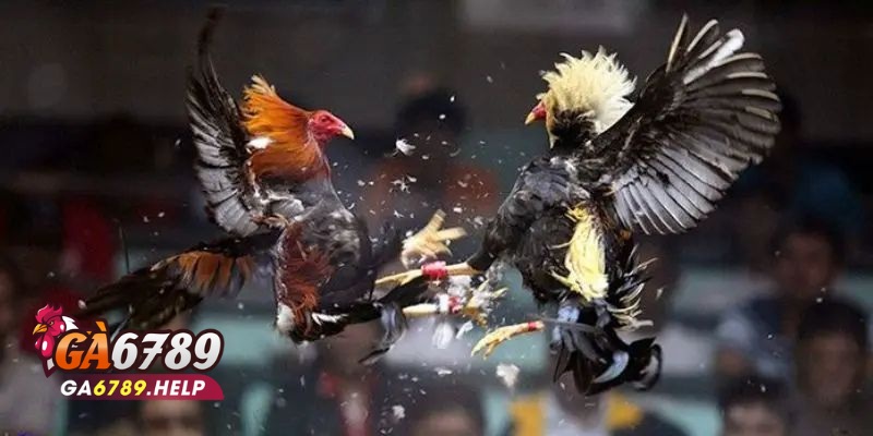 Đòn Lối Của Gà Chọi: Nâng Cao Kỹ Năng Tại Ga6789 2 Đòn Lối Của Gà Chọi