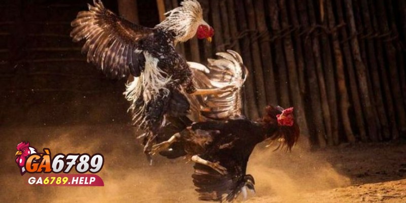 Giới Thiệu Về Ga6789 3 Giới Thiệu Về Ga6789