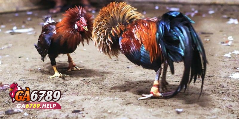 Sảnh Đá Gà AOG Tại Ga6789: Hồi Hộp Từng Giây Phút 1 Sảnh Đá Gà AOG Tại Ga6789
