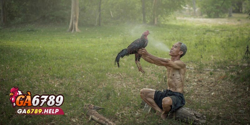 Sảnh Đá Gà AOG Tại Ga6789: Hồi Hộp Từng Giây Phút 3 Sảnh Đá Gà AOG Tại Ga6789