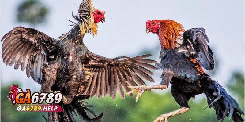 Nài Gà Là Gì? Những Kiến Thức Cần Thiết 2 Nài Gà Là Gì