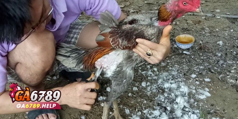 Sảnh Đá Gà Ga28 Tại Ga6789: Cuộc Chơi Đầy Kịch Tính 2 Sảnh Đá Gà Ga28 Tại Ga6789