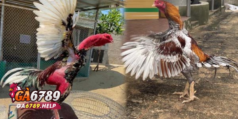 Sảnh Đá Gà Odin Gamecock: Nơi Gắn Bó Đam Mê Tại Ga6789 1 Sảnh Đá Gà Odin Gamecock