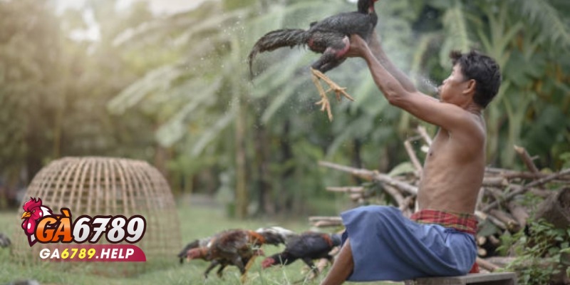 Sảnh Đá Gà Odin Gamecock: Nơi Gắn Bó Đam Mê Tại Ga6789 2 Sảnh Đá Gà Odin Gamecock