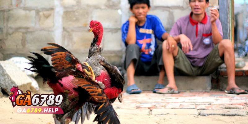 Sảnh Đá Gà Odin Gamecock: Nơi Gắn Bó Đam Mê Tại Ga6789 3 Sảnh Đá Gà Odin Gamecock